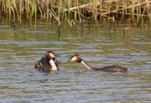 Great Crested Grebes with Young  DM1724