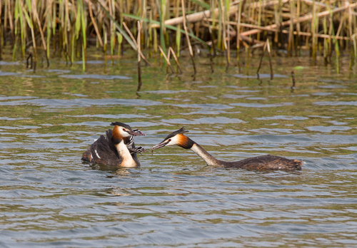 Great Crested Grebes with Young  DM1724