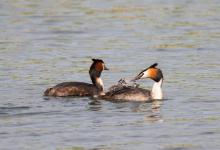 Great Crested Grebes with Young DM1725