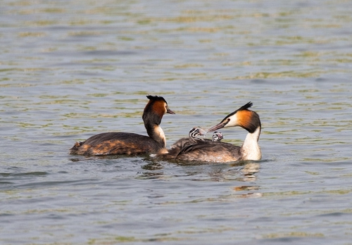 Great Crested Grebes with Young DM1725