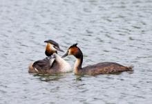 Great Crested Grebes with Young DM1726