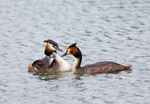 Great Crested Grebes with Young DM1726