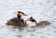 Great Crested Grebes with Young DM1727