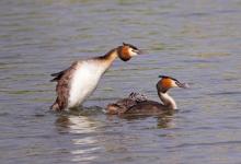 Great Crested Grebes with Young DM1728