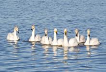 Group of Whooper Swans DM0393