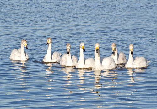 Group of Whooper Swans DM0393