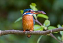 King Fisher DM0944