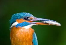 King Fisher DM0945