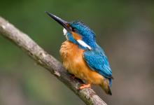 King Fisher DM0946