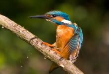 King Fisher DM0949