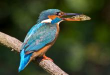 King Fisher DM0950