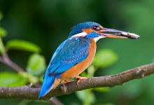 King Fisher DM0951