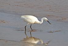 Little Egret 2