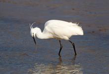 Little Egret