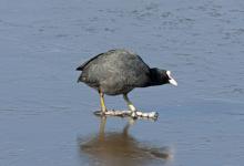 Moorhen DM0971