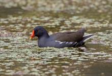 Moorhen DM0977