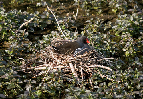 Moorhen on a Nest DM0976