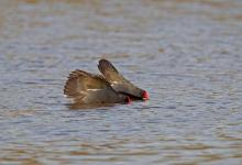 Moorhens