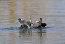 Moorhens Fighting 2