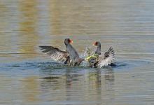 Moorhens Fighting 3