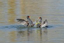 Moorhens Fighting 3