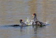 Moorhens Fighting