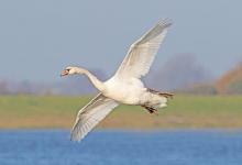 Mute Swan About to Land DM1729