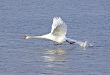 Mute Swan DM0974