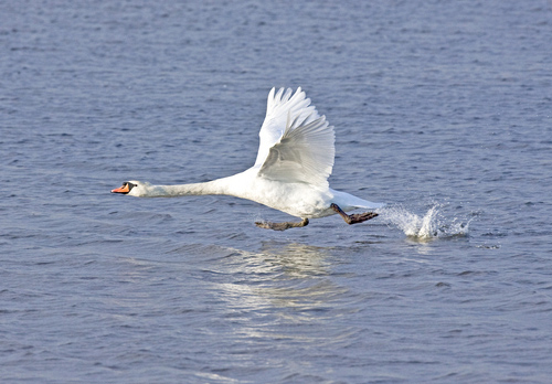 Mute Swan DM0974