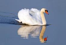 Mute Swan