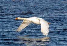 Mute Swan in Flight DM09952