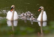 Mute Swans and Cygnets  DM1730