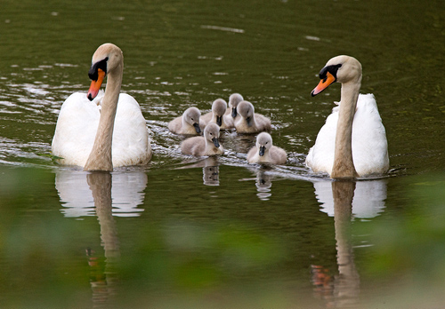 Mute Swans and Cygnets  DM1730