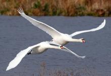 Mute Swans in Flight DM1731