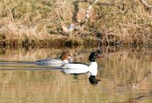 Pair of Goosander DM0979