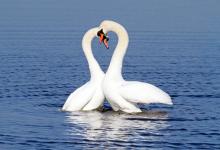 Pair of Mute Swans DM0953