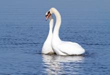 Pair of Mute Swans DM0954