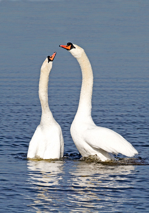 Pair of Mute Swans DM0955