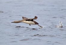 Red-throated Diver  DM0957