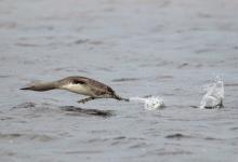 Red-throated Diver DM0958
