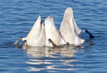 Swans Bottoms up DM0394