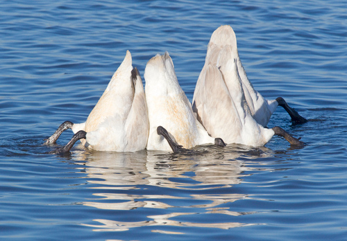 Swans Bottoms up DM0394