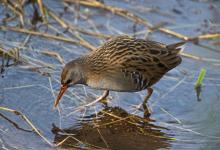 Water Rail.