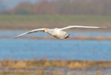 Whooper Swan in Flight DM1733