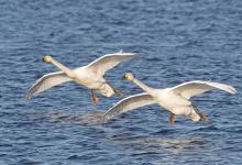 Whooper Swans DM0956