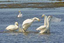 Whooper Swans DM0964