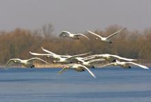 Whooper Swans DM0969