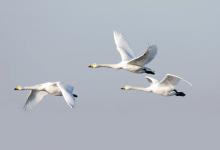 Whooper Swans DM0972