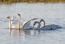 Whooper Swans DM0973
