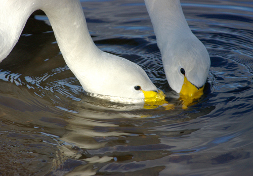 Whooper Swans Feeding DM0961